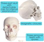 Studying PVC 21cm 1kg Human Skull Anatomy Model