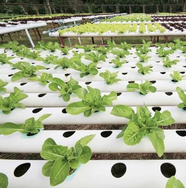 Revolutionize Agriculture with PVC Pipe Drip Irrigation Greenhouse and Fast