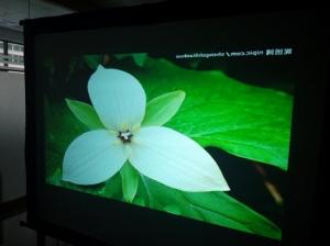 Wholesale Fabric / Flexible Projection Screens Rear Grey Custom Size 50m Length from china suppliers