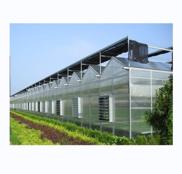 Sturdy And Large Greenhouse Agriculture Polycarbonate With Galvanized Steel