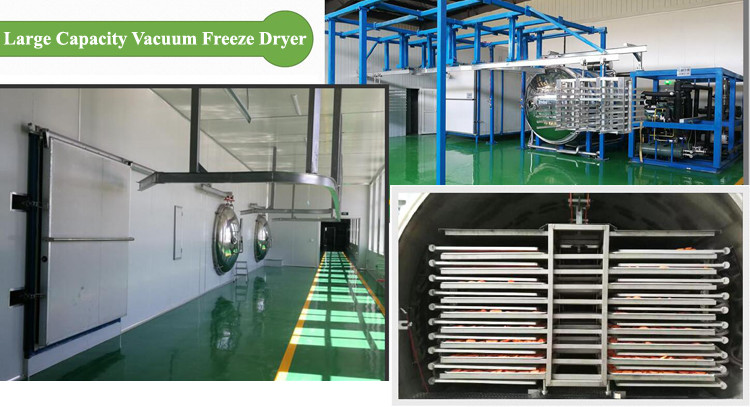 LG-1 LG-5 Large Capacity Food Freeze Dryer Machine 3P For Vegetables Fruit