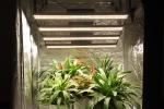 ETL Bava Full Spectrum LED Bar Far Red 800W Samsung LED Grow Light Bar
