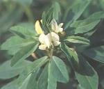 Fenugreek Seed Extract, 4-Hydroxyisoleucine 20%,40%, CAS No.: 781658-23-9,
