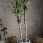 120cm Artificial Plant Faux Bonsai Dracaena Anti UV Plastic Leaves