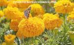 Marigold P.E , Lutein 10% 20% 80% natural colorant , antioxidant, Chinese