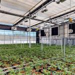 Turnkey Project Agricultural Blackout Greenhouse Light Dep For herbs