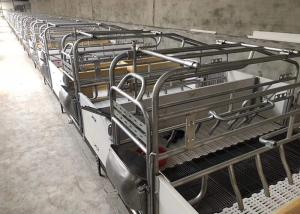 Wholesale Automatic Swine Hog Gestation Crates Floor Standing HI HOPE from china suppliers