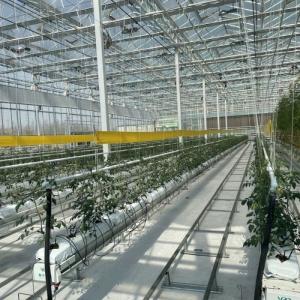 Wholesale High Light Transmission Glass Greenhouse for Vegetables Return refunds Up to 30 days from china suppliers