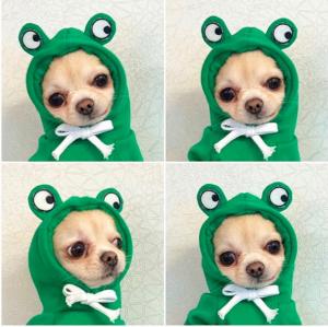 Wholesale Autumn And Winter Cotton Plush Hooded Sweater For Pet from china suppliers