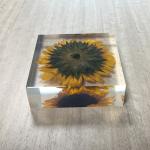 Cubic acrylic resin paper weight with insect and flowers inside acrylic