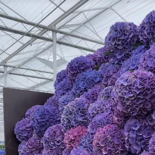 Chinese Origin Glass Greenhouse The Perfect Solution for Large-Scale Commercial