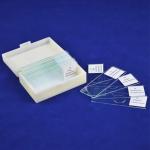 Biological Fixed 15pcs Fungi Microscope Slides For Medical Research