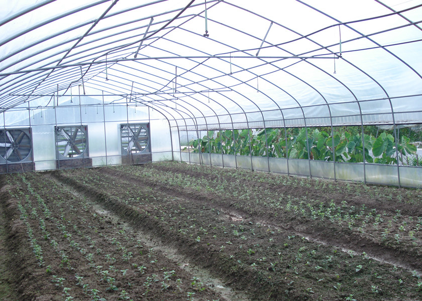 Plastic Multi Span Commercial Tunnel Greenhouse Metal Frame Plastic Greenhouse
