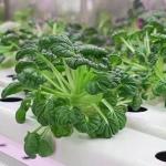 Shipping Cost and Estimated Delivery Time Container Greenhouses for Leafy
