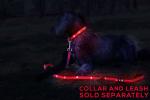 Illumiseen LED Dog Leash USB Rechargeable Extra Long Weatherproof Eco Friendly