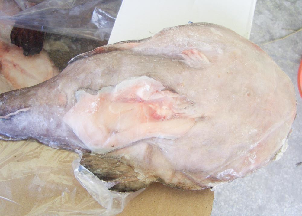 Iqf Freezing Seared Monkfish 10 Kg Net Weight 24 Months Shelf Time