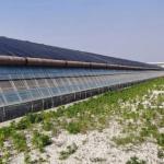Plastic Greenhouse Department Multi-Span Po/PE Commercial Greenhouse with