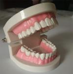 1:1 Standard PlasticTeeth Care Model Detachable