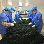 Normal Ingredients Alga Dark Green Dried Seaweed Smell Fragrant Dried Cut