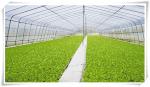 3m High Agricultural Poly Tunnel Greenhouse Transparent Colour Customizable