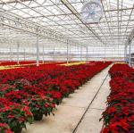 Hydroponics Cultivation Method Commercial Heating Garden Glass Greenhouse for