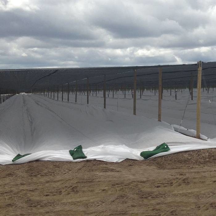 Eco Friendly Agriculture Non Woven Fabric With 1% - 4% UV Treated OEM / ODM Available