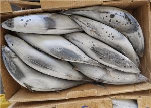 Wholesale purse seine catch 3ppm Histamine 500g 1.8kg Frozen Skipjack Fish from china suppliers