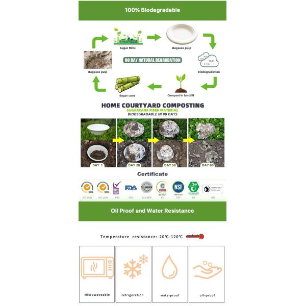 9-Inch Sugarcane Bagasse Clamshell Lunch Box Disposable and Biodegradable Food Container for Burgers and Bakery