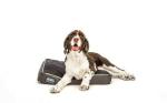 Warter Resistant Shredded Memory Foam Dog Bed Thick Orthopedic 4 Color Trims 4