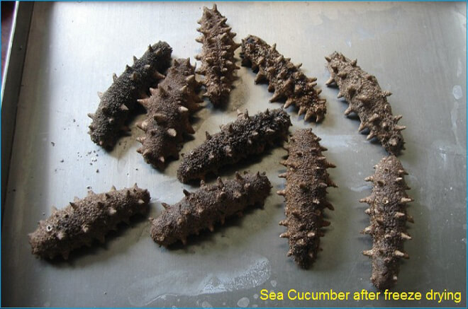 sea cucumber freeze drying