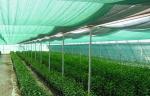 UV Treated Greenhouse Shade Net / Green Garden Net For Roofing Agriculture Cover