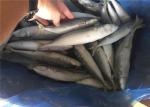Bulk 80G 100G IQF Fish Frozen Whole Pacific Mackerel For Restaurant