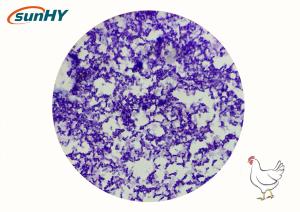 Wholesale Sunhy Bacillus Subtilis Improving Intestinal Health And Productive Performance from china suppliers