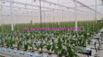 Professional Twisted Tomato Tying Modern Greenhouse Twine 1mm , Plastic Baling
