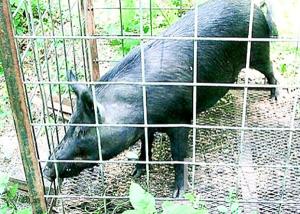 Wholesale 4 Gauge Welded Hog Wire Mesh Panels 16' X 34&quot; Panel For Livestock Fencing from china suppliers