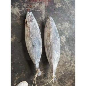 Wholesale Purse Seine Catch 4kg Up Frozen Skipjack Whole Round Tuna Fish For Canned Use from china suppliers