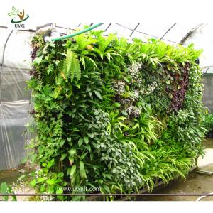 Wholesale UVG GRW032 Green Grass Living Wall Garden Landscaping Plant Artificial Walls from china suppliers
