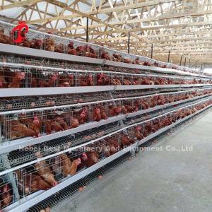 Wholesale Galvanized A Type 120 Chicken Layer Battery Cage System Multilayer Doris from china suppliers