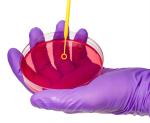 Smooth Surface Sterile Petri Dish Medical Laboratory