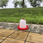 Plastic Poultry Drinker Red For Improved Poultry Performance And Profitability