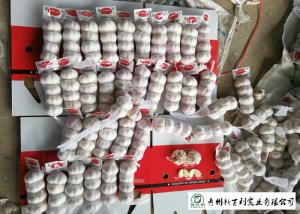 China Wholesale Fresh Organic Garlic , New Crop Fresh White Garlic SGS Certification on sale