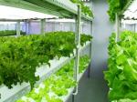 Wet Curtain Controlled Inlluminating Greenhouse for 2000.000kg Package Gross