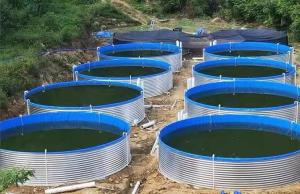 Wholesale Galvanized Sheet Aquariums Tarpaulin Fish Farming Tanks 20M D 1.20M H from china suppliers