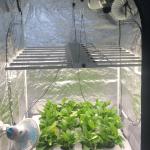 Light Weight Slim SMD 1.8 μmol/J 48VDC LED Grow Light Bar