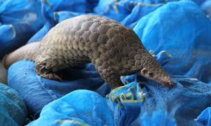 Wholesale mascots pangolin sculptures statues of fiberglass nature painting as decoration statue in garden theme park from china suppliers