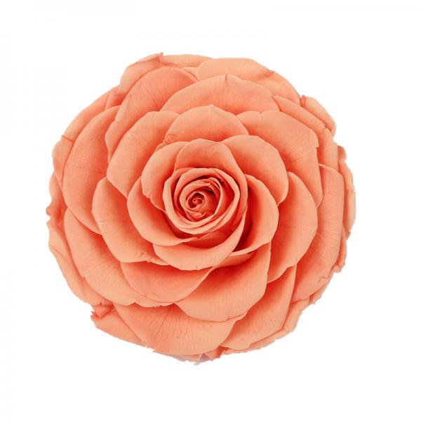 Decorative Preserved Rose Heads Maintain Natural Beauty & Colour For A Long Time
