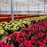 Venlo Glass Greenhouse for Vegetables Roofing Shape a Type Roof 30 Days Return