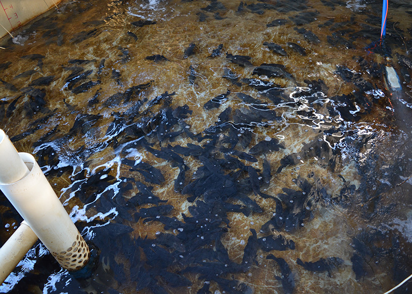 Smart Fish Farming Ras System AI Monitoring For Catfish Trout Breeding Industrial Ras System