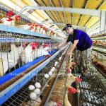 High Rearing Efficiency Poultry Farming Cage System With 2.8mm-3.5mm Cage Wire