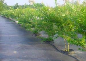 Wholesale Professional Agriculture Non Woven Fabric Color Customised For Weed Control Mat from china suppliers